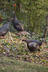 Flock of Wild Turkeys