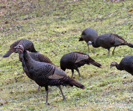 Flock of Wild Turkeys Foraging