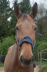 portrait de cheval marron  dans un centre équestre