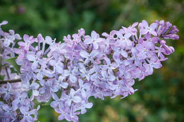 d&eacute;tail fleur pourpre de lilas dans un jardin