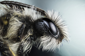 Focus Stacking - Grey Mining Bee, Bee, Bees