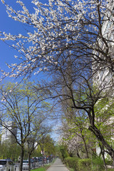 Urban sidewalk alley in spring with blooming fruit trees against blue sky