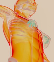 Mammary glands, lobes, breast milk. 3d illustration