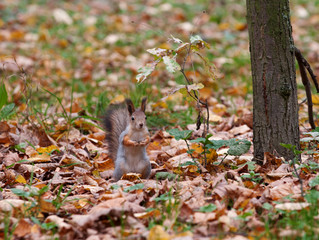 Squirrel on tree in Park Kuzminki in Moscow
