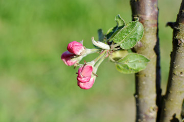 apple-tree trunk with blossoming buds