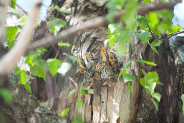 Hungry little birds in nest on tree