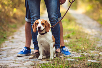 A Beagle Dog Sits On A Leash