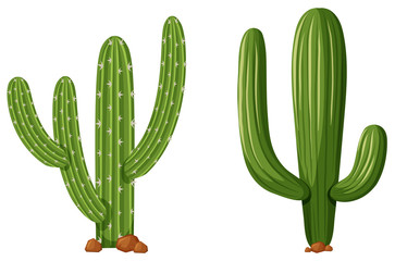 Two types of cactus plants © blueringmedia