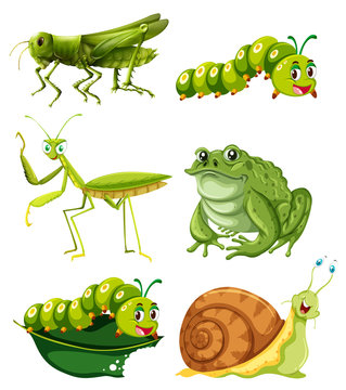 Different types of insects in green color