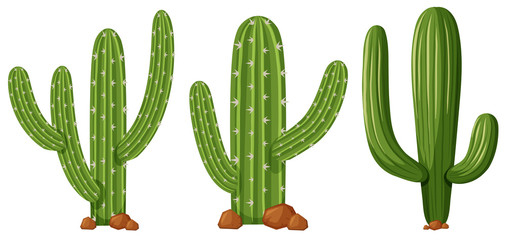 Different shapes of cactus