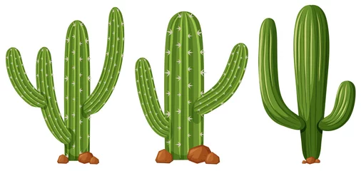 Foto op Canvas Verschillende vormen van cactus © blueringmedia