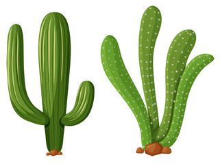 Two types of cactus plants