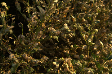 Dead box tree after attack by Cydalima_perspectalis (box tree moth, Buchsbaumzünsler)