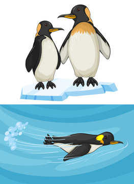 Penguin swimming and standing on ice