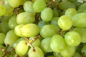 Green or White table grapes