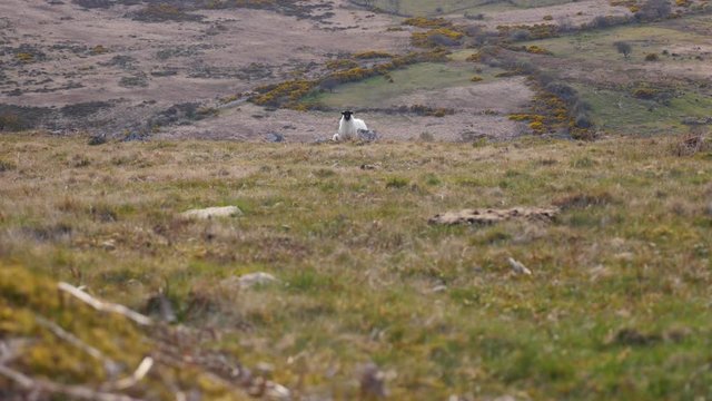 Sheep and lambs exploring Dartmoor, Devon