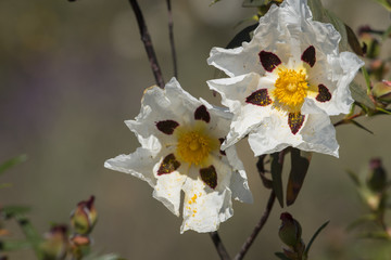 Cistus ladanifer flowers