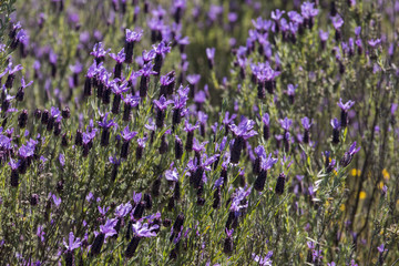 Fototapeta premium French Lavender flowers