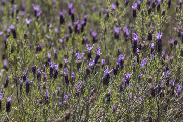 Fototapeta premium French Lavender flowers