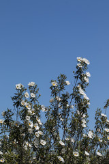 Cistus ladanifer flowers