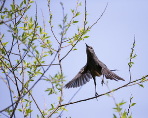 Catbird taking Flight