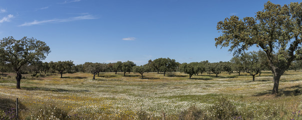 Spring landscape in Alentejo