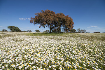 Spring landscape in Alentejo