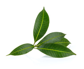  tropical leaf isolated on white background