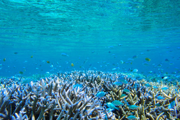 Fototapeta na wymiar 座間味島のサンゴ礁