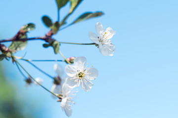 Flowering tree. Close-up of flowers on the branches, spring background. Shallow depth of field. Soft picture
