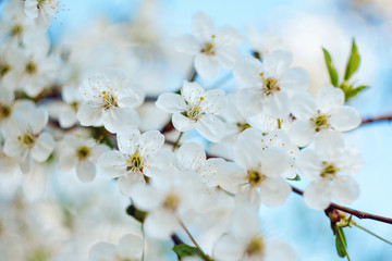 Obraz premium Flowering tree. Close-up of flowers on the branches, spring background. Shallow depth of field. Soft picture