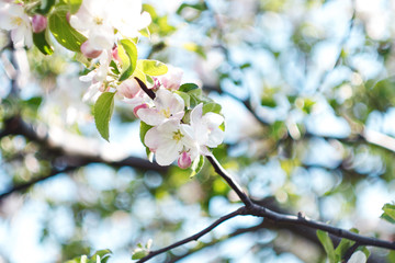 Flowering tree. Close-up of flowers on the branches, spring background. Shallow depth of field. Soft picture