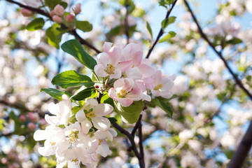 Fototapeta na wymiar Flowering tree. Close-up of flowers on the branches, spring background. Shallow depth of field. Soft picture