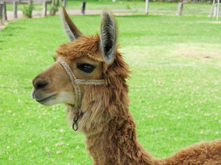 Obraz premium Llama close up, Sacred Valley, Machu Picchu, Cuzco, Peru