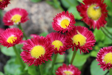 O jardim nada secreto