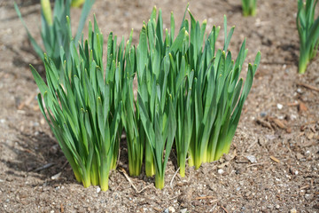 narcissus sprout with fresh green leaves in early spring