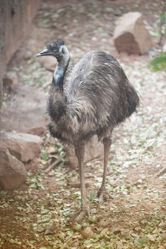 Portrait of Emu (Dromaius novaehollandiae). Wildlife animal.