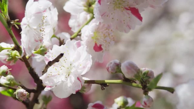 Cherry Blossom in Full Bloom 