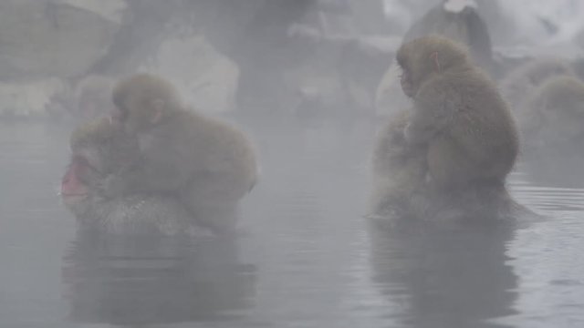 The Japanese Macaque (Snow) Monkeys enjoying a bath in the Onsen of Jigokudani Yaenkoen 