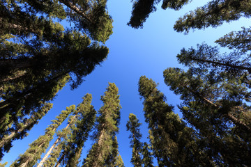 The fir forest under the blue sky