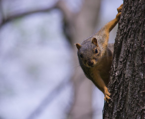 Squirrel on Tree