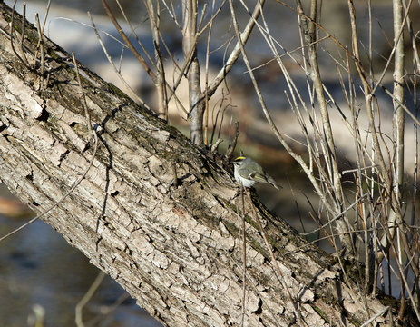 Roitelet &agrave; couronne dor&eacute;e