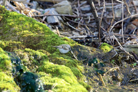 Roitelet &agrave; couronne dor&eacute;e