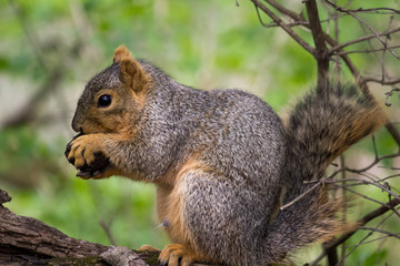 Naklejka na ściany i meble Squirrel