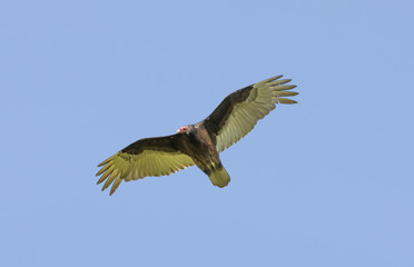 Turkey Vulture (Cathartes aura) Gliding with Wings Spread. Santa Clara County, California, USA.