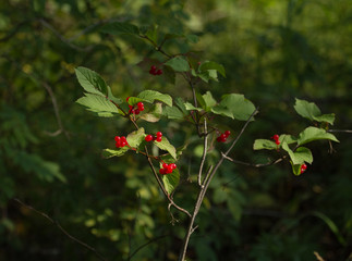 Highbush Cranberry © Dee Carpenter