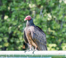 Turkey Vulture (Cathartes aura) Perching. Santa Clara County, California, USA.