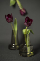 Tulpen dunkelrot