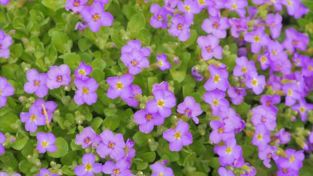 Purple violet petunia hybrida flower bed floral background. 4k. Close up view.