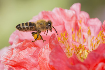 Bee in Poppy flower 